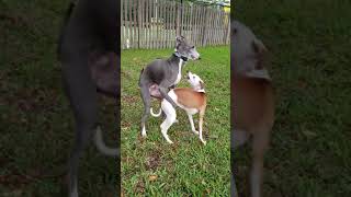 America Digs Italian Greyhound [upl. by Euphemia]