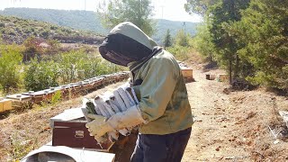 Arıları Kışa Hazırlama Sağlıklı Bir Kış Geçirmeleri İçin İpuçları 🐝❄️ [upl. by Asiluy]