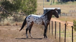 Sportaloosa  Knabstrupper stallion at stud in Australia  Cayuse Xxtra Grand [upl. by Sardella]