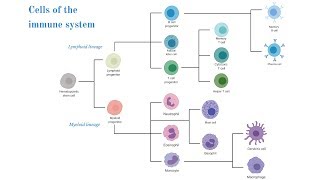 Cells of the Immune System Brittany Anderton [upl. by Smitty502]