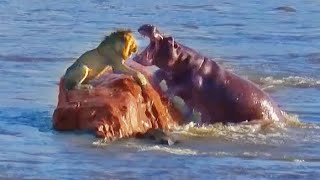 Stranded Lion Gets Surrounded amp Attacked by Hippos [upl. by Burkitt]