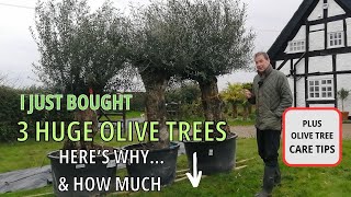 Olive Trees and Olive Tree Care Specimen Olive Trees [upl. by Ettenig291]