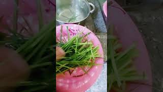 How to make paragis grass for Herbal tea [upl. by Cissiee]