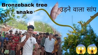 Bronzeback tree snake of India । flying snake 🐍😱😱 [upl. by Dnaltruoc245]