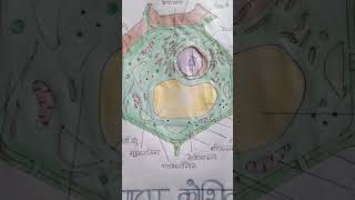 Plant cell diagram  very easy and beautiful 😍😍😍😍😍😍 [upl. by Ayojal720]