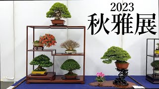 【盆栽】第31回秋雅展【Bonsai】Shohin Bonsai Exhibition [upl. by Silva681]