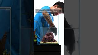 UNS 30TM Prism Aquarium  Saltwater Nano Tank Setup [upl. by Cordier]