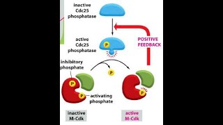 Functions of MCDK CDK1 Cyclin B Cell cycle Part 9 [upl. by Magnien279]