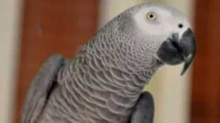 Nigel The British Parrot Reunited With Owner After Four Years Now Speaks Spanish [upl. by Draillih]