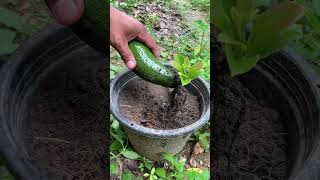 Beautiful Growing Techniques garden guavatree gardengrafting gardening guavagardenshortvideo [upl. by Runkel372]