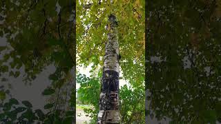 Silver Birch Tree [upl. by Etteb348]