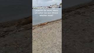 Das harte Leben als Minihund laufen ohne Leckerlie beach yorkshire hund liebe fun music love [upl. by Anaya518]