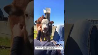 This little calf was bullied by the big cows and then rescued by this family animalshorts [upl. by Anaili185]