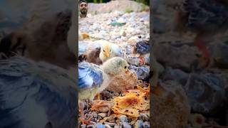 Adorable Guineafowl Chicks With Hen shorts chicken animals birds chicks hen snoot funny [upl. by Annayi686]