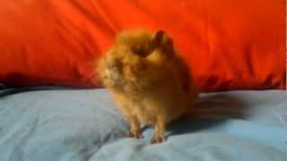 Baby guinea pig with a URI Upper Respiratory Infection [upl. by Carothers]