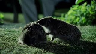 Hedgehog Mating Rituals  Life of Mammals  BBC Earth [upl. by Frants]