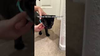 Encourage all inactive pets with this simple yet effective laser collar toyviral tiktok reels [upl. by Shevlo]