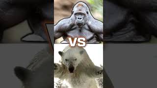 GORILLA vs POLAR BEAR shorts gorilla bear animals [upl. by Mode399]