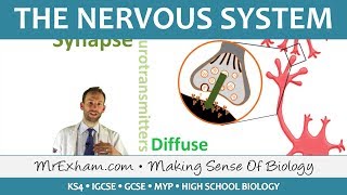 The Nervous System  GCSE Biology 91 [upl. by Anahsek]