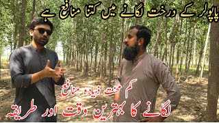 Poplar trees farming Tree farming in Pakistan Profitable farming IR FARMS [upl. by Oigufer]