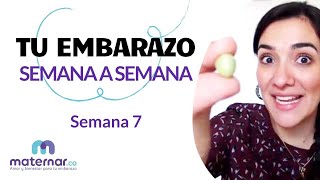 Semana 7  Tu embarazo semana a semana  Maternarco [upl. by Odlanra]