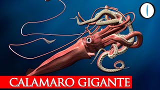 Quanto cresce il CALAMARO GIGANTE [upl. by Nywroc]