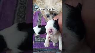 Shihtzu puppies shihtzu doglover foryou viralvideo [upl. by Geoffrey]