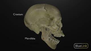 Depression and Elevation of the Mandible [upl. by Davida]