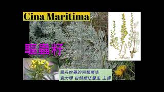 《靈丹妙藥的同類療法》 EP236  驅蟲籽 Cina Maritima [upl. by Gates]