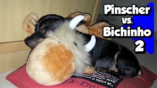 Pinscher Filhote Muito Fofo Nick vs Bichinho 2 [upl. by Casteel]