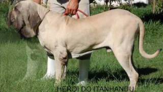 Fila Brasileiro  Heroi do Itanhandu [upl. by Salba395]