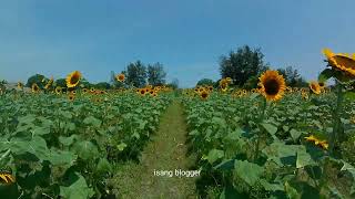 Bugtong Sun flower Farm in Zambales [upl. by Crandale]