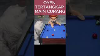 OYEN menang karna curng ternyata kucingkampung kucinggemoy kucinglucu kucingimut kucingcomell [upl. by Notlew]