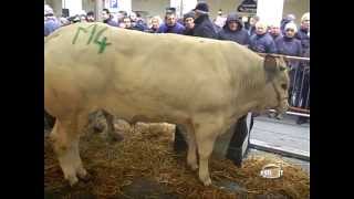 Fiera Bue Grasso e del Manzo della Razza Bovina Piemontese [upl. by Elokcin]