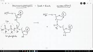 polynucleotides as biopolymers [upl. by Liborio]