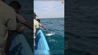 Using Ribbonfish as Bait for Catching Kingfish in the Deep Sea fishing fishingvideo fishingtime [upl. by Malvia]