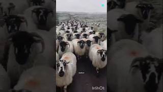 Sheep Dipping facts smartthingsforhome trendingshorts [upl. by Yuille]