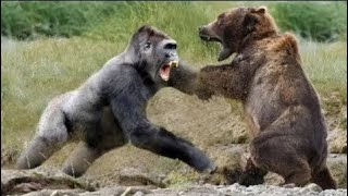 grizzly bear vs silverback gorilla stop motion [upl. by Pfeifer859]