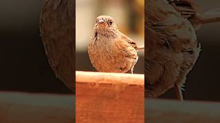 Dunnock [upl. by Boak]