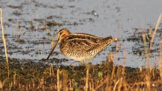 Wilsons Snipe Winnowing Sound Video Bird Songs Eastern North AmericaRelaxing Nature Sounds [upl. by Staford]