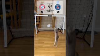 Cat Goalie  Bayern Vs PSG  2023 UEFA Round of 16 Leg 2 cat fyp [upl. by Ennovaj]