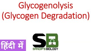 Glycogenolysis  Glycogen metabolism in Hindi [upl. by Tekcirk]