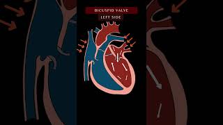 Blood Flow Through the Heart Animation In 1 Minute  Cardiac Physiology bloodflow shorts [upl. by Phelan33]