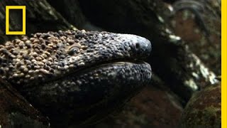 Giant Salamander As Big As a Dog  National Geographic [upl. by Marita333]