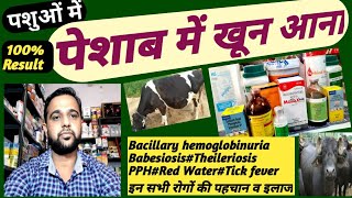 Bacillary Hemoglobinuriaपेशाब में रक्त आनाBabesiosisTheilerosisPPHRed Water इनकी पहचान व इलाज [upl. by Mingche]