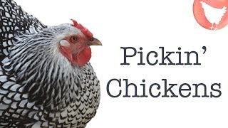 Choosing Chicken Breeds [upl. by Syst]