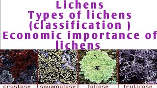 Lichens classification of lichen  economic importance of lichen  types of lichen [upl. by Niveek498]