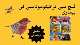 Trichomoniasis in finches  فنچ میں ٹرائیکوموناسس کی بیماری [upl. by Eleaffar282]