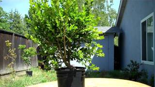 How I created The Walking Boxwood Bonsai Part 1 Pruning [upl. by Joellyn]