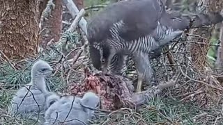 BIG BIRD FOODNORTHEN GOSHAWKSCOTLAND♥️20220615 [upl. by Irmina]